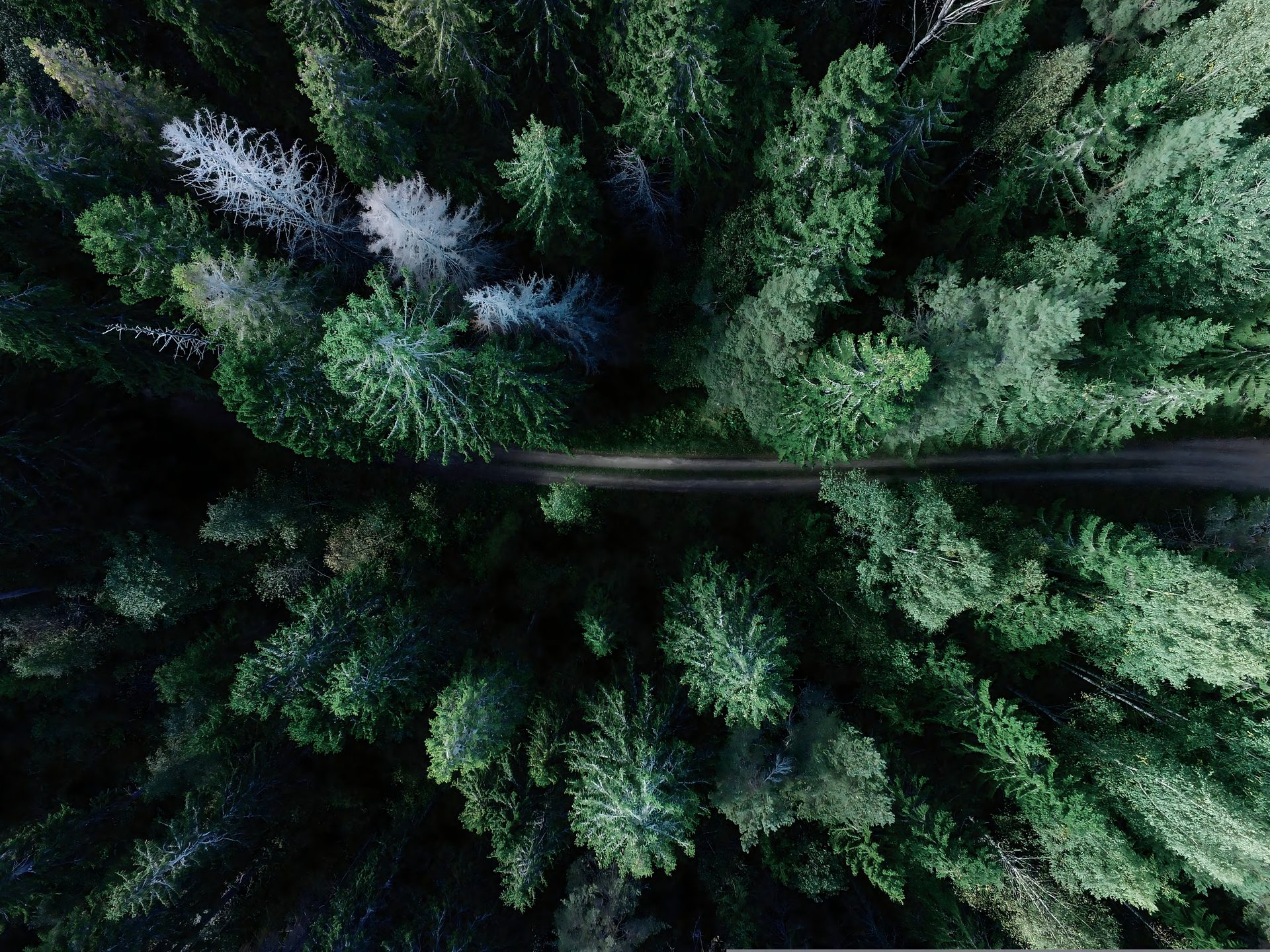 Plantation forestière FSC