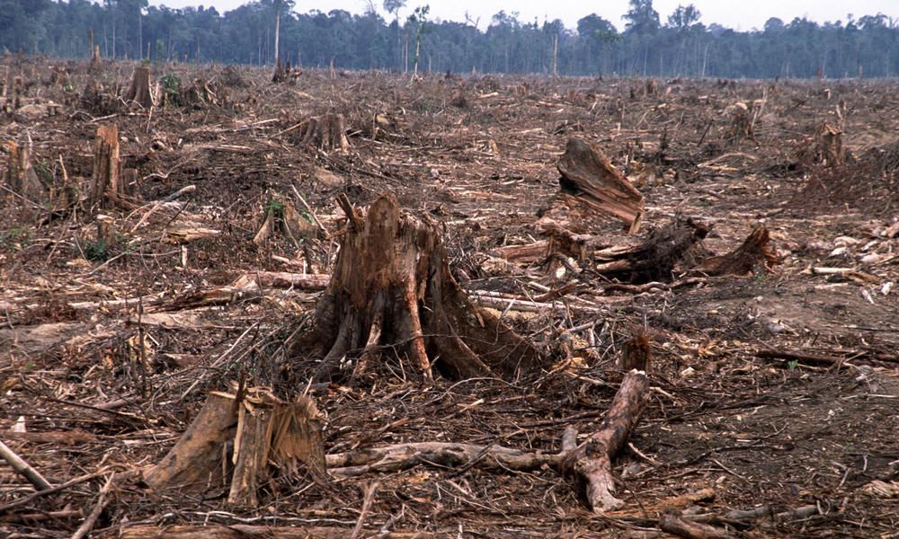 Déforestation de forêts primaires tropicales 2024