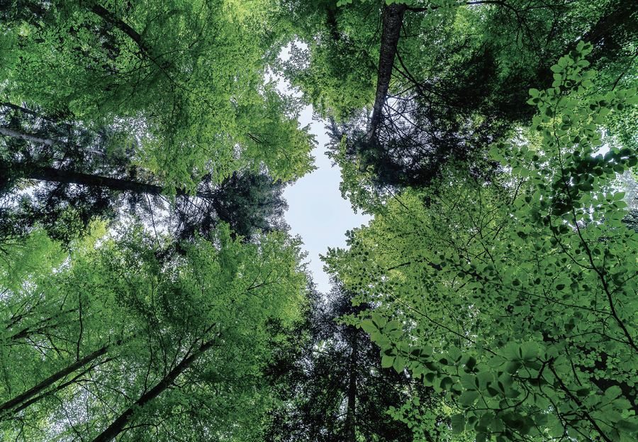 Plantation de peupliers — agroforesterie FSC C157720