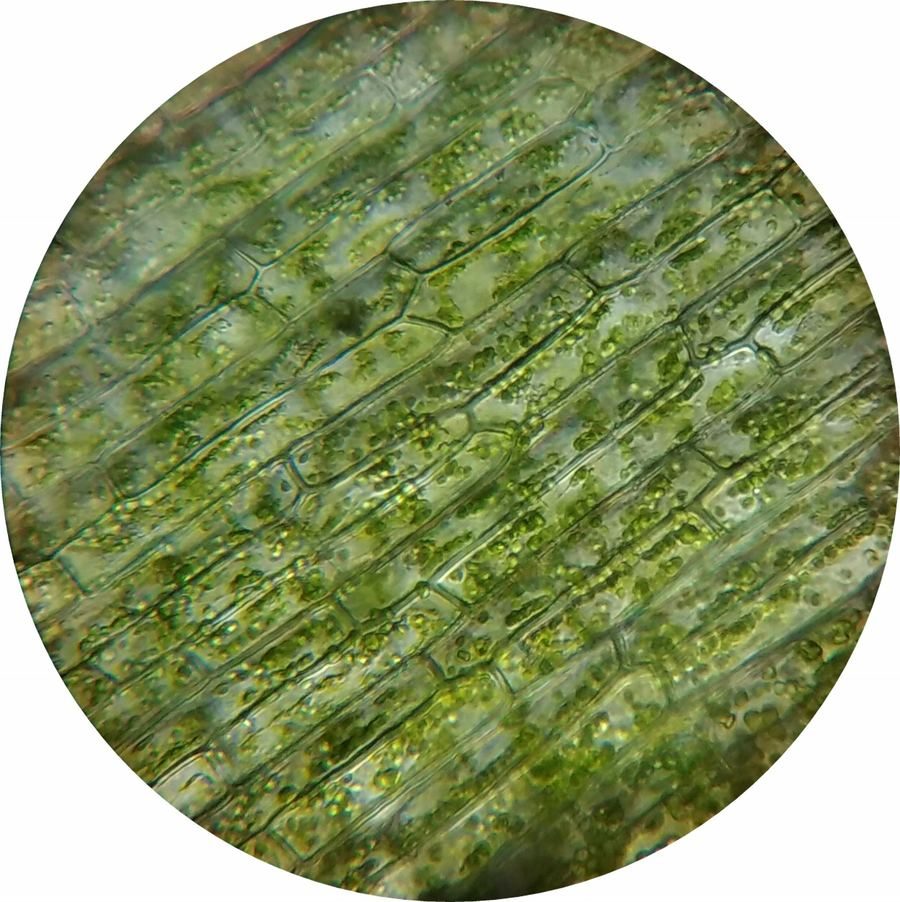 Microscopie d'une paroi cellulaire de peuplier Pop'Oak